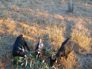 3 geiten te koop. 2 miekes en 1 bokje beschikbaar voor biedingen