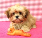 Des chiots Lhassa Apso super sympas !, Animaux & Accessoires, 15 semaines à 1 an, Étranger, Hépatite contagieuse (maladie de Rubarth)