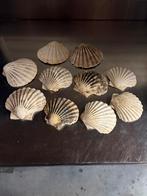 Coquille schelpen 10 stuks, Ophalen, Zo goed als nieuw