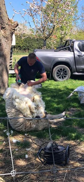 Scheren van alle soorten schapen&alpaca’s, Dieren en Toebehoren, Geslacht onbekend, Schaap