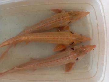 Esturgeons albinos 45/50 cm