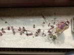 Chinees lantaarnplantje te koop, Huis en Inrichting, Kamerplanten, Ophalen