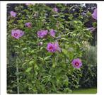 Mooie roze Hibiscus zaailingen in pot, Ophalen