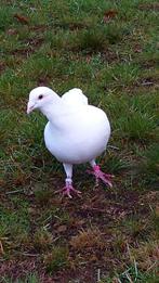 Witte duiven