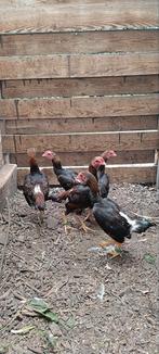 Ko shamo  (uniquement coq pas de poule ??), Dieren en Toebehoren, Pluimvee