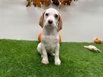 Beagle pup, België, Beagle, 8 tot 15 weken, Eén hond