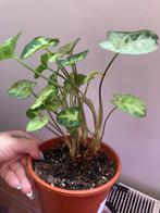 Syngonium pixie, Ophalen