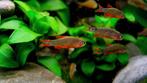 Rasbora Galaxy, Dieren en Toebehoren, Vissen | Aquariumvissen, Vis, Zoetwatervis, Schoolvis