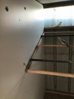 Jonge valparkiet te koop, Dieren en Toebehoren, Vogels | Parkieten en Papegaaien, Meerdere dieren