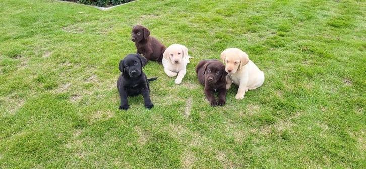 Labrador pups, Dieren en Toebehoren, Honden | Retrievers, Spaniëls en Waterhonden, Meerdere dieren, Labrador retriever, Fokker | Professioneel
