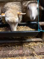 Agnelles, Zakelijke goederen, Landbouw | Veevoer, Ophalen of Verzenden