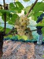 druivelaar vinis vitifera, Tuin en Terras, Lente, Volle zon, 100 tot 250 cm, Ophalen