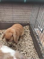 Konijnen met inclusief kooi, voer en accessoires, Dieren en Toebehoren, Konijnen