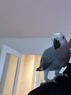 Afrikaans papagai, Dieren en Toebehoren, Vogels | Parkieten en Papegaaien
