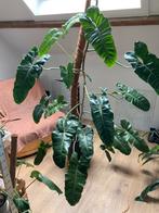 Philodendron paraiso verde xxl, Huis en Inrichting, Kamerplanten, Ophalen, In pot