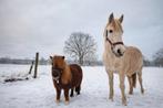 D pony Merrie, Animaux & Accessoires, Poneys, Jument