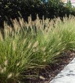 Pennisetum alopecuroides / Lampenpoetsersgras, Ophalen