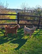 2 gecastreerde bokjes, Mâle, Chèvre, 3 à 5 ans