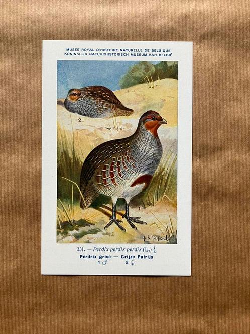 Vogels van België - Reeks 34, Verzamelen, Postkaarten | Dieren, Ongelopen, Vogel, Ophalen of Verzenden