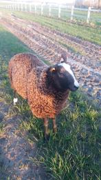schaap te koop, Dieren en Toebehoren, Mannelijk, Schaap, 0 tot 2 jaar