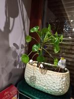 Pilea bien démarrée, peu arroser 4€, Philodendron Monstera D, Huis en Inrichting, Kamerplanten, Overige soorten, Minder dan 100 cm
