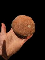 Echt fossielen dinosaurus ei oviraptor SP., Ophalen of Verzenden, Fossiel