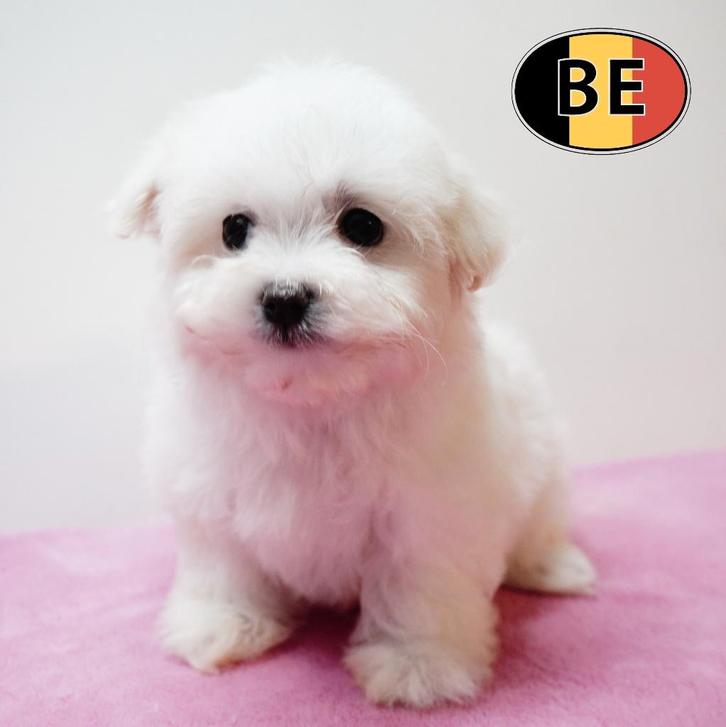 Maltezer-puppy’s te koop - zacht en elegant, Dieren en Toebehoren, Honden | Chihuahua's en Gezelschapshonden, Meerdere dieren