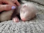 Microfretjes, Dieren en Toebehoren, Overige Dieren, Mannelijk