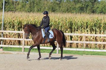 superbraaf recreatief paard beschikbaar voor biedingen