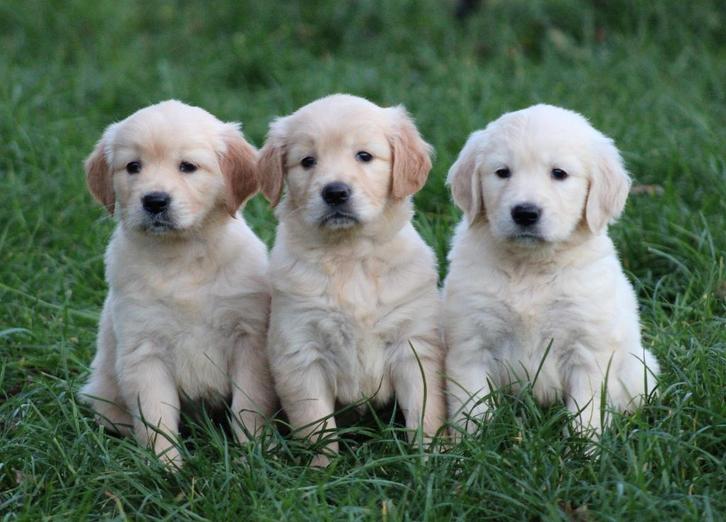 Golden Retriever pups, Dieren en Toebehoren, Honden | Retrievers, Spaniëls en Waterhonden, Meerdere dieren, Golden retriever, Fokker | Professioneel
