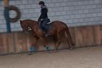 Super brave lieve allrounder!! Manege/recreatie, B, Ruin, 7 tot 10 jaar, Recreatiepony