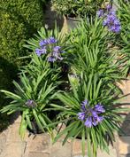 Agapanthus Africanus, Tuin en Terras, Planten | Tuinplanten, Volle zon, Vaste plant, Zomer, Ophalen