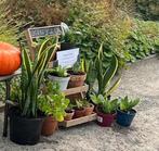 2 soorten sanseveria’s en pannekoekenplant, Tuin en Terras, Planten | Tuinplanten, Ophalen, Vaste plant, Overige soorten