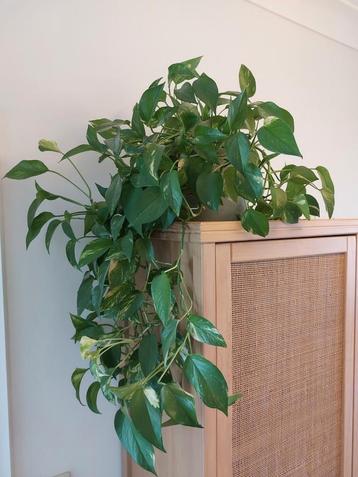 Pothos sans cache-pot beschikbaar voor biedingen