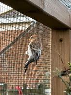 1 witstuitbarmsijs pop 23, Dieren en Toebehoren, Vogels | Overige Vogels, Geringd