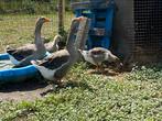 Jonge ganzen, Dieren en Toebehoren, Pluimvee, Geslacht onbekend, Gans of Zwaan
