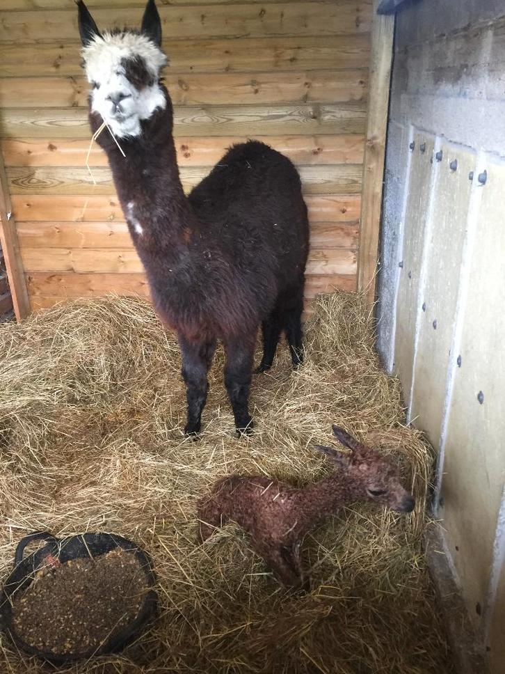 oudere alpaca merrie gezocht voor gezelschap, Dieren en Toebehoren, Overige Dieren, Vrouwelijk, Mei