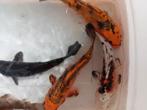 Koi s 21/25 cm, Dieren en Toebehoren