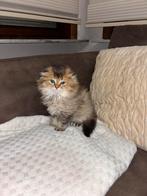 Brits langhaar, Dieren en Toebehoren, Kater, Met stamboom, 0 tot 2 jaar