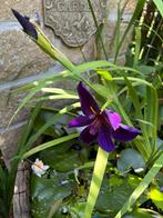 Iris waterplant, Ophalen