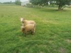 Skudde ooi met lam