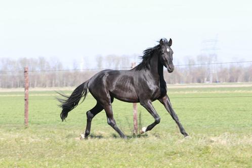 Talentvolle ruin black beauty 3 jaar, Dieren en Toebehoren, Paarden, Hengst, Ontwormd