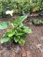 Vaste plant White passion, Ophalen of Verzenden, Winter, Vaste plant
