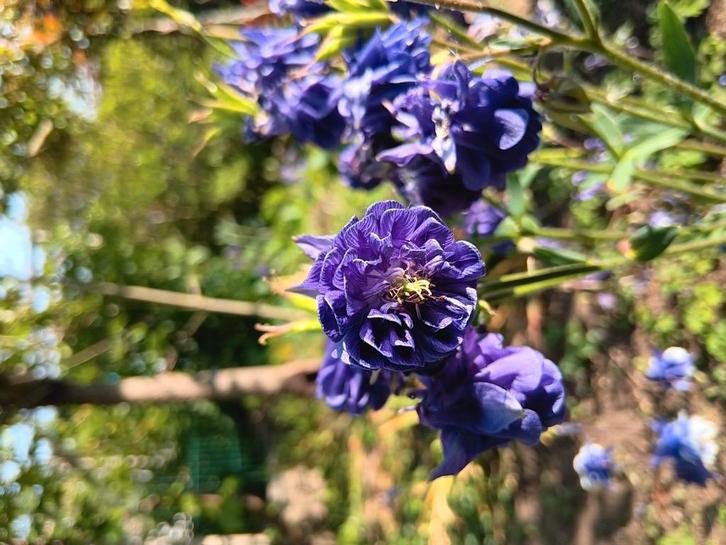 Biologische Akelei Double Barlow Blue Zaden, Tuin en Terras, Bloembollen en Zaden, Ophalen of Verzenden