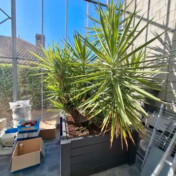 3-stammige Yucca 30 jaar oud, 3m hoog incl. pot beschikbaar voor biedingen
