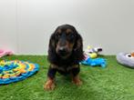 Standaard Teckel pups, Dieren en Toebehoren, België, Standaard, Reu, 8 tot 15 weken