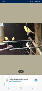 Poupée WANTED Canary, blanche, jaune, blonde, peu importe la, Animaux & Accessoires, Oiseaux | Canaris