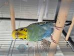Grasparkiet, Dieren en Toebehoren, Vogels | Parkieten en Papegaaien