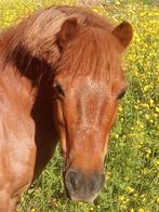 Super brave a pony, Dieren en Toebehoren, Pony's, Merrie, B, Dressuurpony, A pony (tot 1.17m)