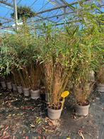 NOUVEAUTÉ à seulement 29€ l’un Superbes bambous non traçants, Tuin en Terras, Planten | Struiken en Hagen, Ophalen of Verzenden